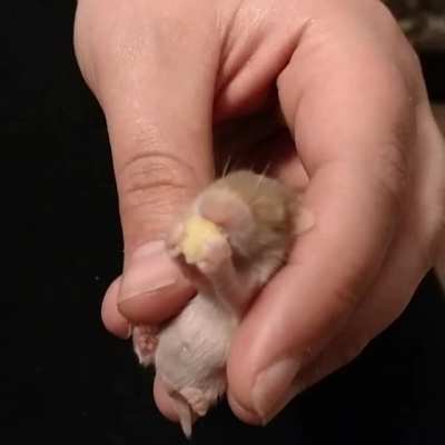 Baby Steve the hamster enjoying his very first pumpkin seed at The Pipsqueakery in Indiana