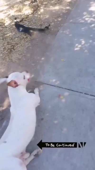 Pitbull unchained