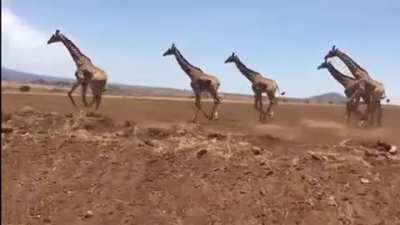 This tower of giraffes running beside a road