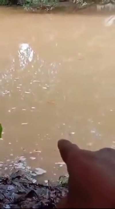 Crocodile