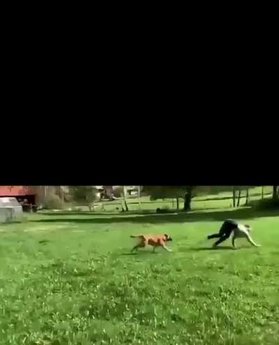 Horsing around!