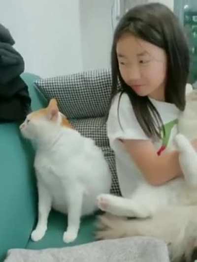 Catitude