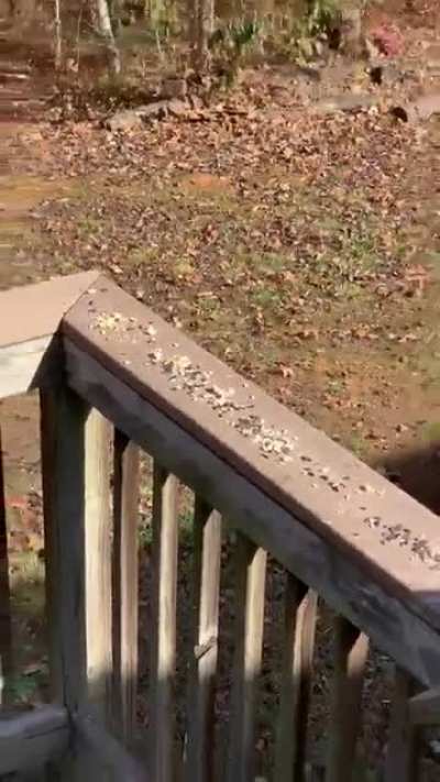 The seeds are for the birds