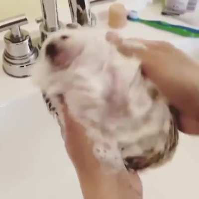 Hedgehog getting cleaned