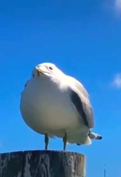 Screamgull