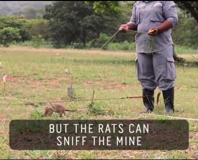 Rat.