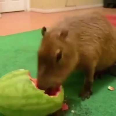 Lontra