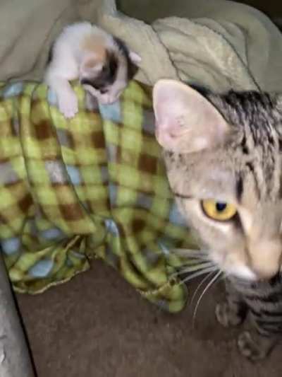 The babies are three weeks old, today, and officially on the move! I just ordered a pack and play. Thank goodness for free, next day delivery, because they&rsquo;re smooth criminals!