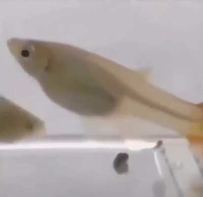 Mother Fish