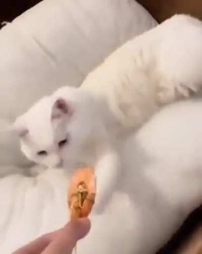 Cats and shrimps