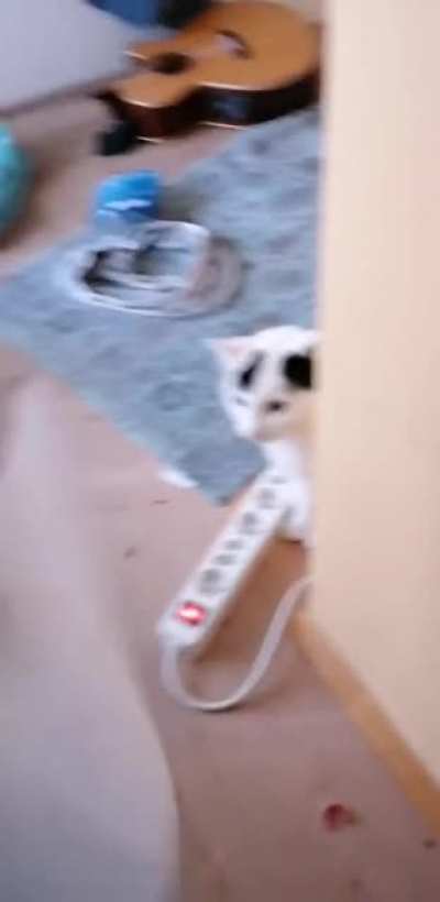 Meow meow motherfu