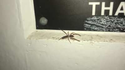 So, I usually like spiders... but last night I met a camel spider