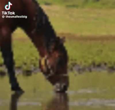 Fat horse swag