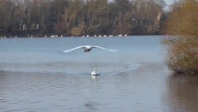 I am obsessed with Swans landing..