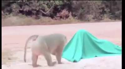 Monke Scare