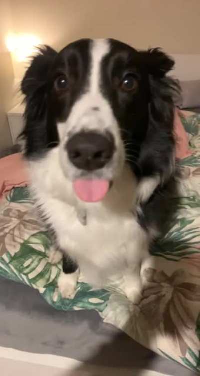 Just pet me damn it