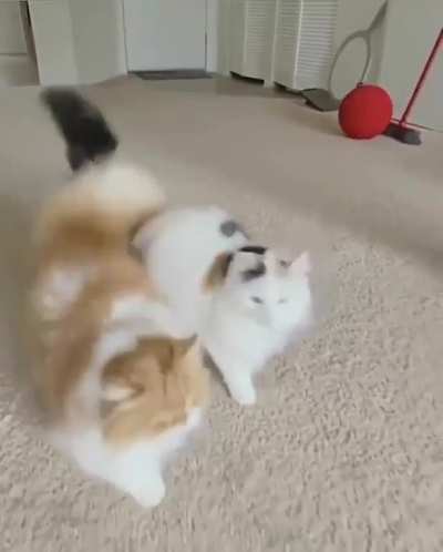 Котики