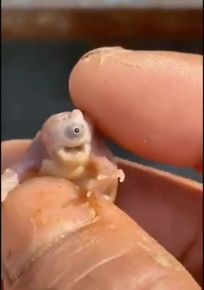 One-eyed Turtle.