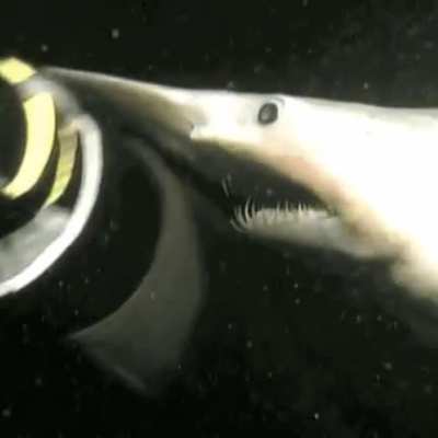Goblin Shark attempting a chomp