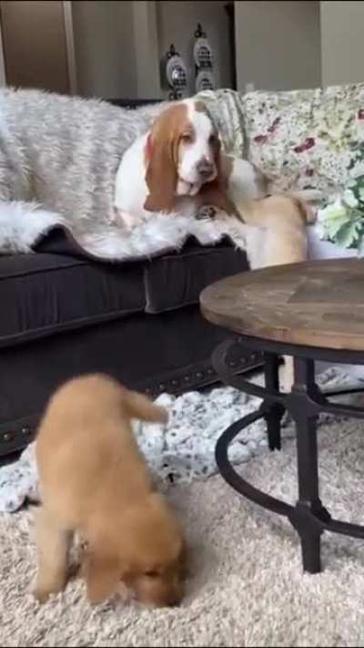 dog doesn&rsquo;t want to play