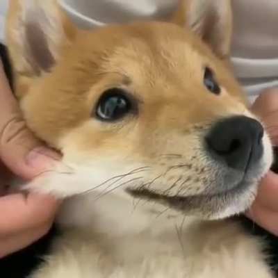 Sabah kuş attım şimdi k&ouml;pek videosu atıyorum (up atın yada atmayın farketmez amacım karma whoring değil)