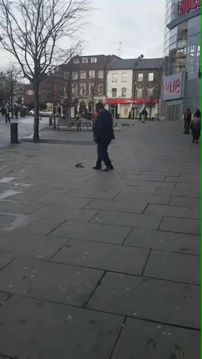 To revive a pigeon