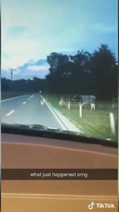THE COW