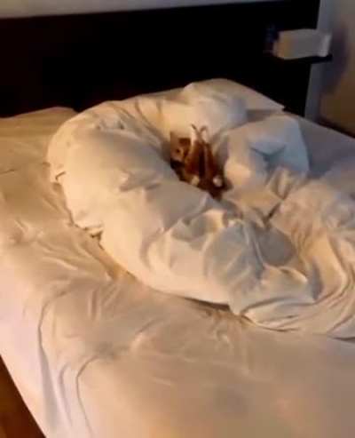Lazy Boi