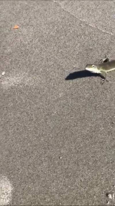 It&rsquo;s all fun and games at the beach until you&rsquo;re attacked by an anole. They&rsquo;re usually so docile.