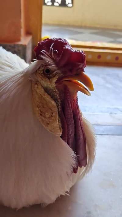 My 2.5-year-old rooster turns purple and gasps when sitting &mdash; need help
