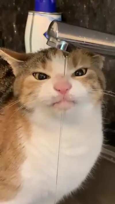This is my cat, her name is Sock, she&rsquo;s a little bit&hellip;weird
