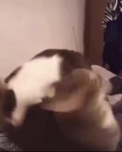 No me gusta hacer referencias pero ese gato ser&iacute;a timi tratando de esquivar el ban😔👌