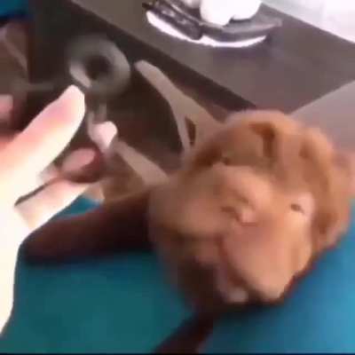 And the Dog Died 😔