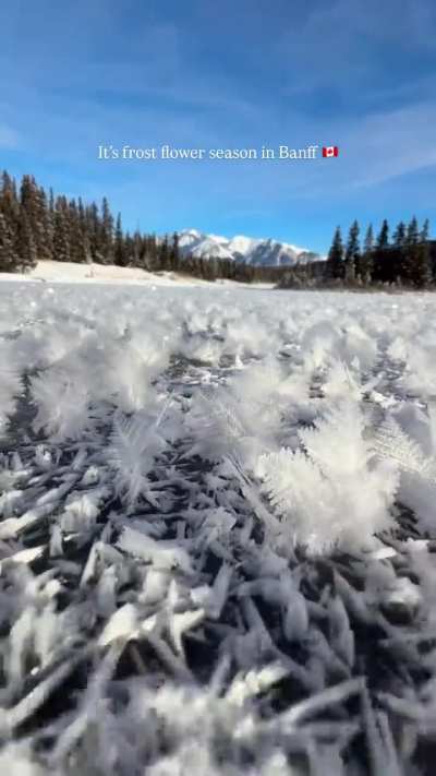 Magical and ephemeral beauty of frost Flower season in Banff💫