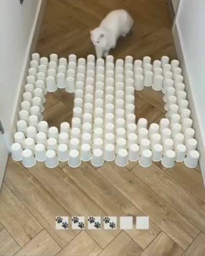 🆙 for good kitty ❤