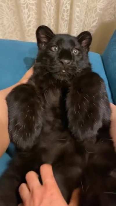 Котик