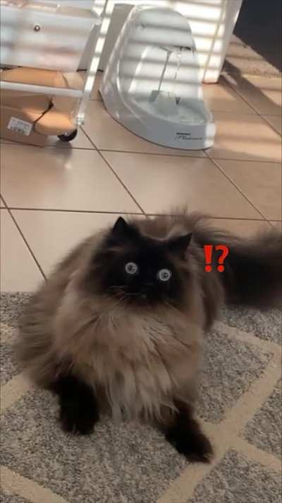 hallo everynyan~