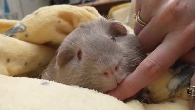 I'm Foggy, mama's fingers are tasty so I nom them.