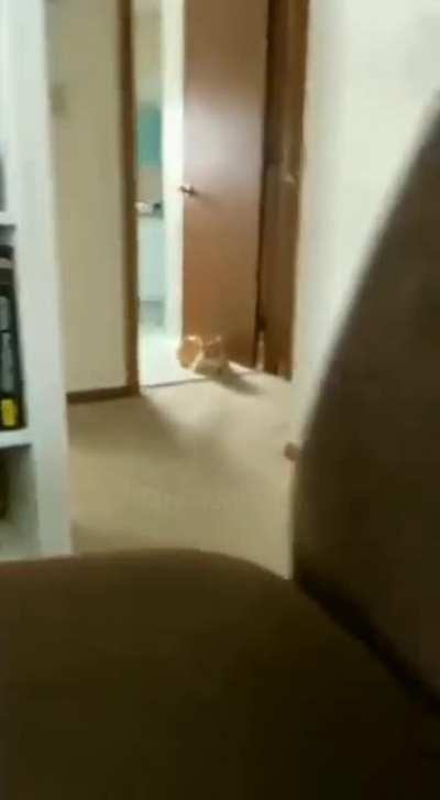 That cat!
