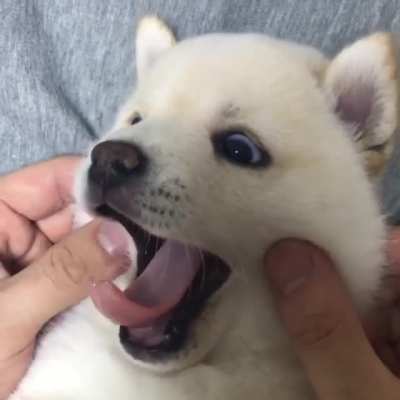 squish