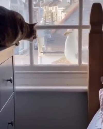 Cat and seagull chatting about life