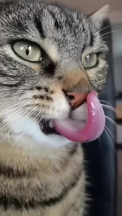 Cat licking it&acirc;s nose it slow motion.