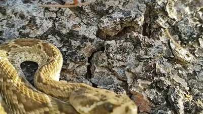 Another C.ruber this one is not a crazy noodle :)
