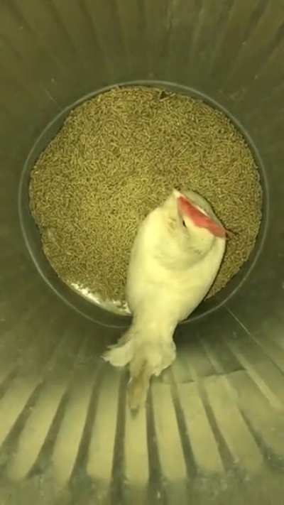 Organic Pest Control