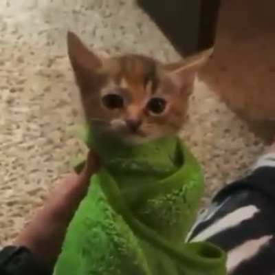 Meow