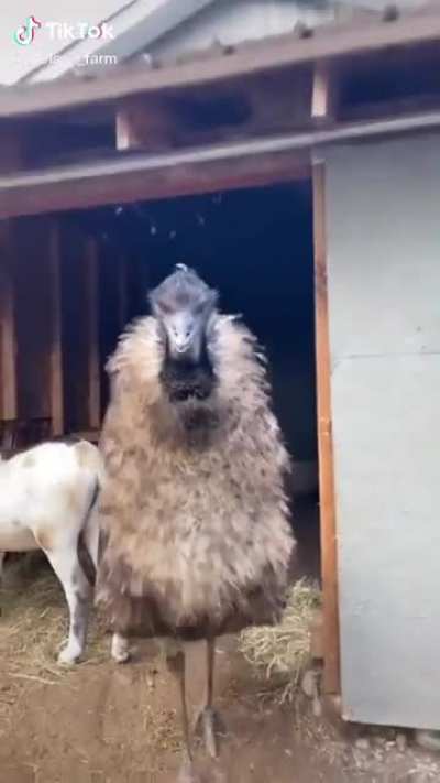 Had no clue emus were so terrifying. Straight up dinosaurs
