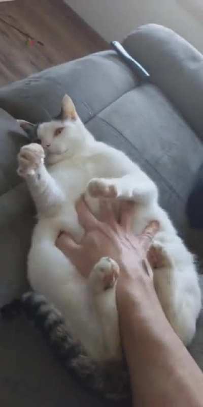 Chonk Ab Stimulator 3000