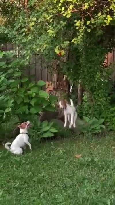 Груша