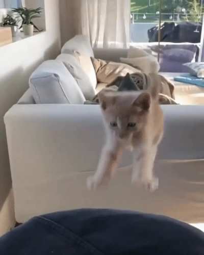 Bonk