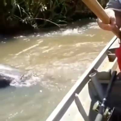 Anaconda !!!